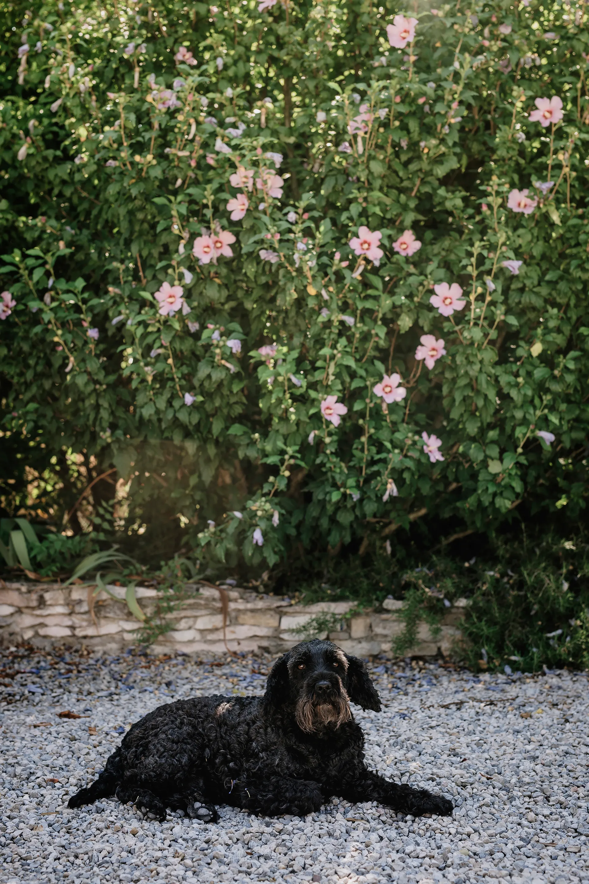 portrait du chien de l'artiste allongé dans le gravier