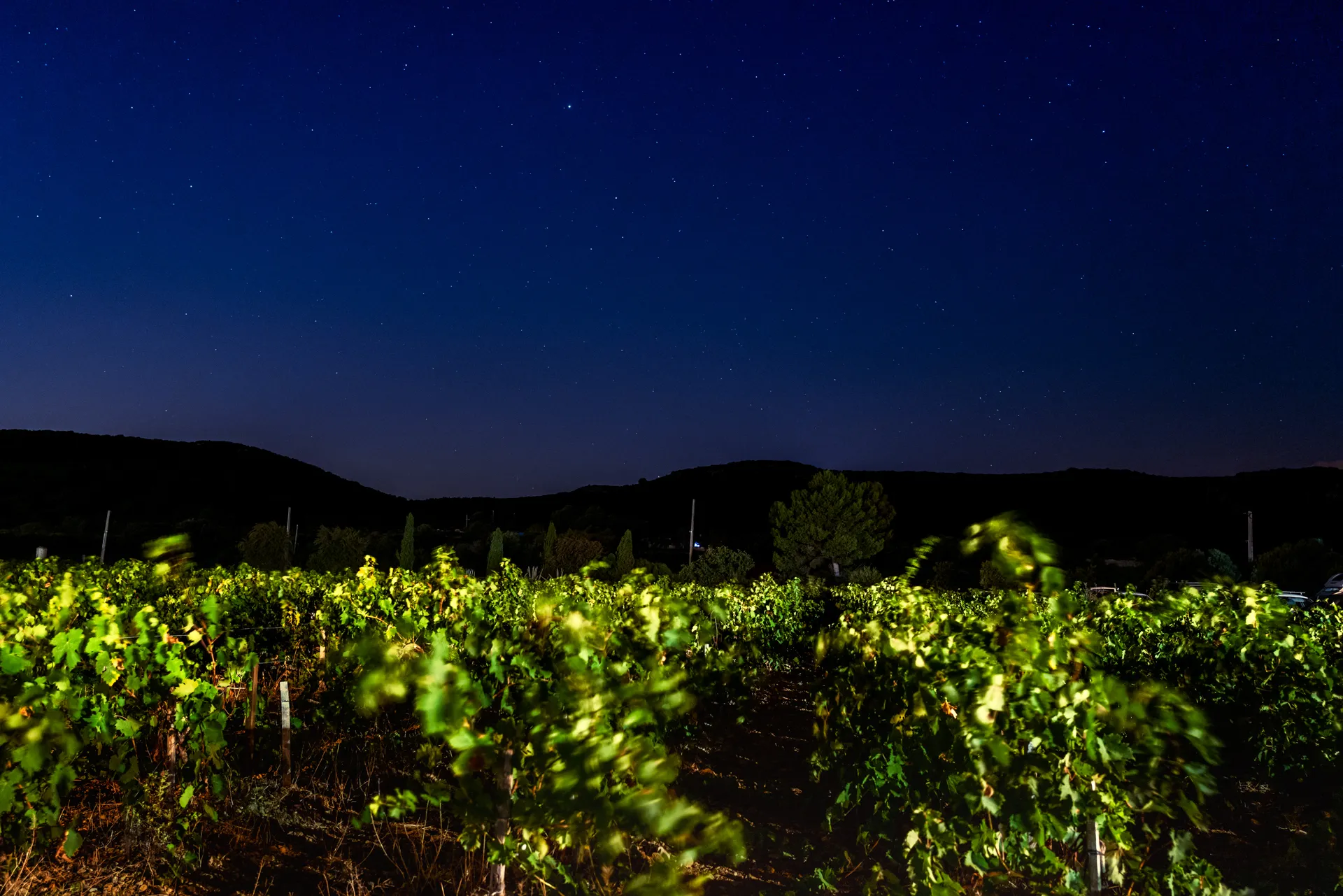 vignes dans la nuit