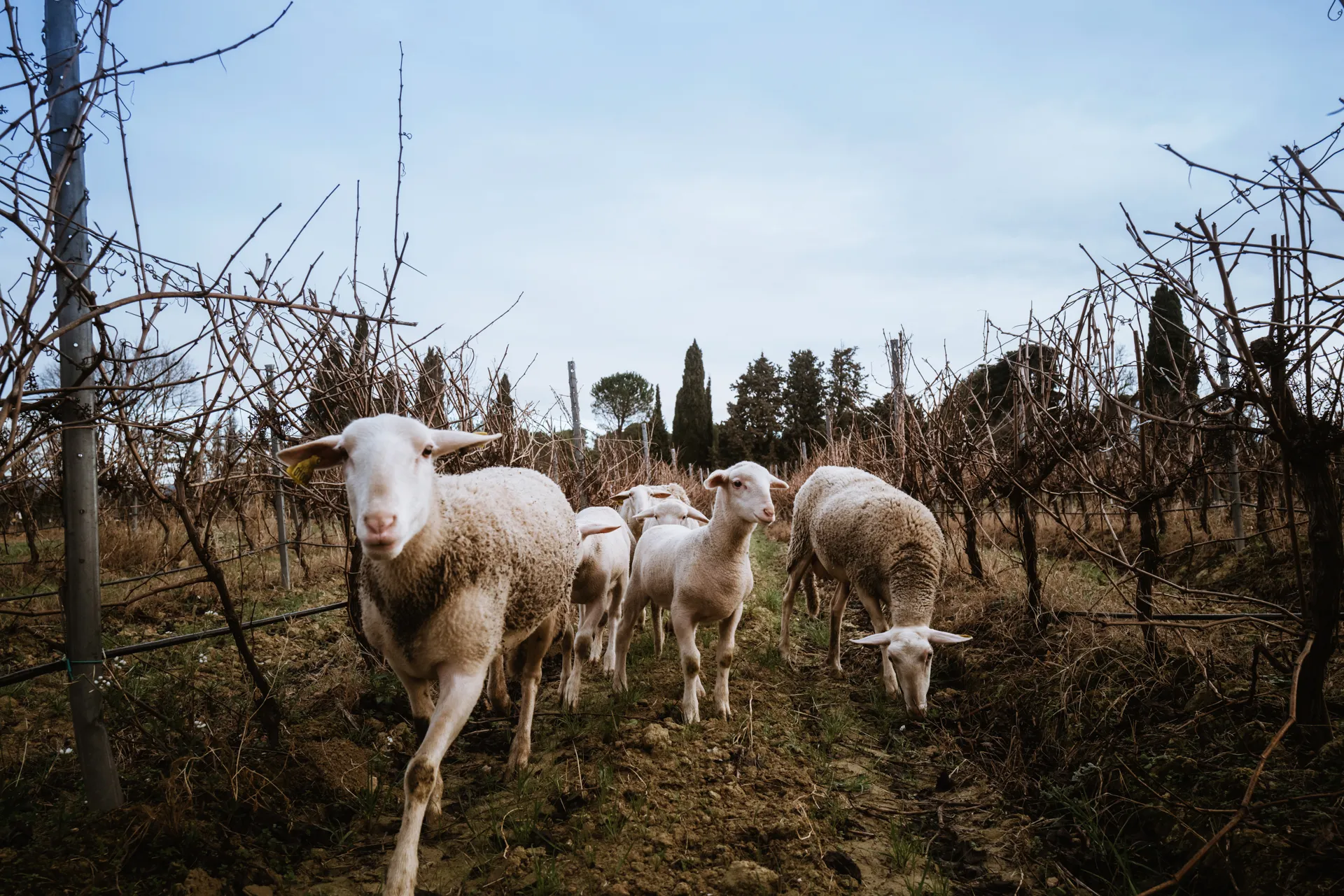écopaturage : des moutons broutent la végétation au pied des vignes